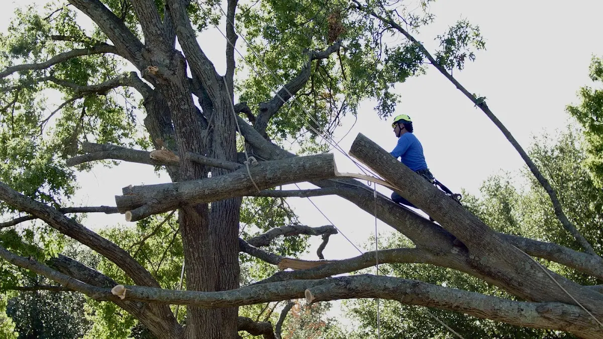 Professional Crown Thinning performed by certified arborists in Basco